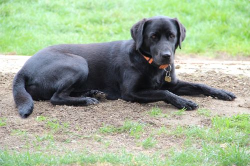 dog black necklace