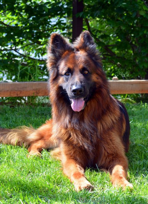 dog german shepherd guards