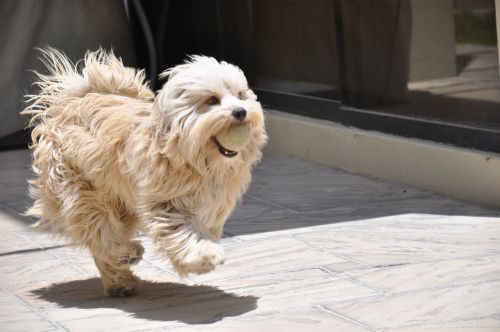 dog running pet animal