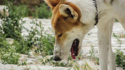 dog animal curious