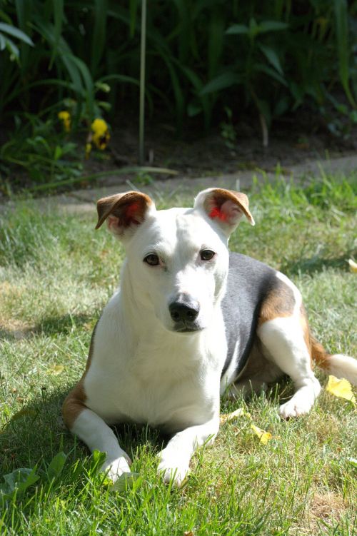 dog jack russell terrier