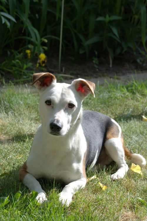 dog jack russell terrier