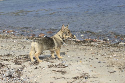 dog beach westgoetaspitz