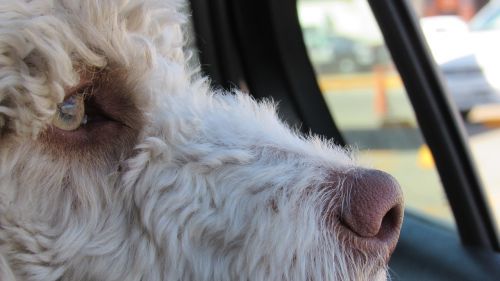 dog car window dog face