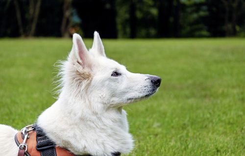 dog swiss shepherd dog white