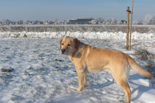 dog labrador animal