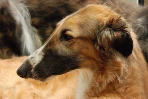 dog greyhound animal