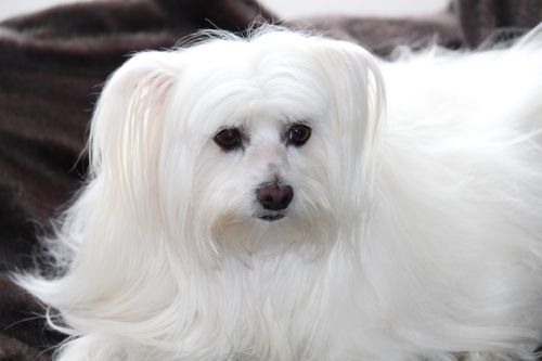 dog maltese thoroughbred