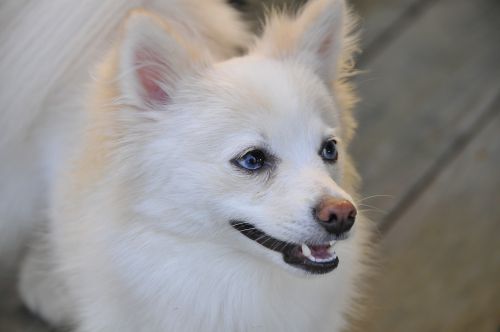 dog pomeranian white