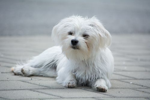 dog small white