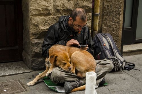 dog homeless puppy