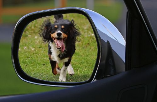 dog expose drive away