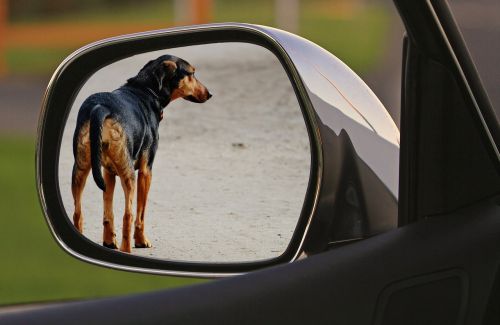 dog expose drive away