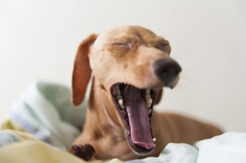 dog dachshund yawning