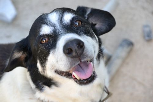 dog black and white hybrid