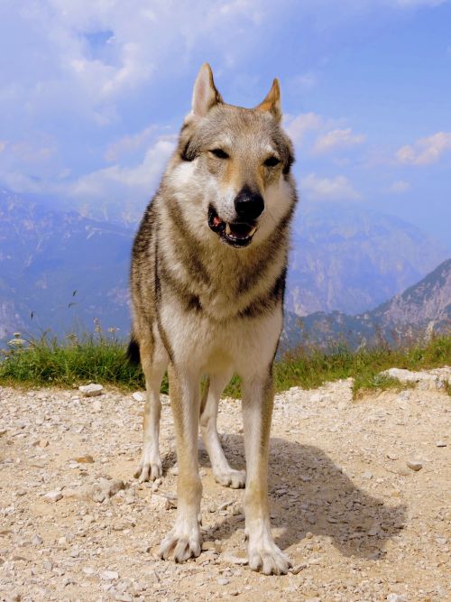 dog mountain wolf