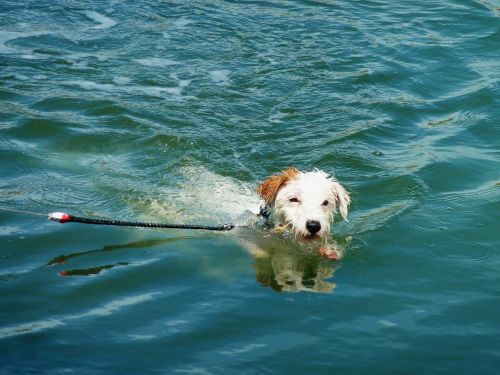 dog summer resort water