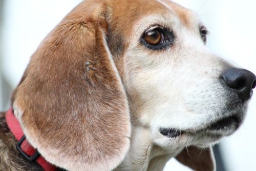 dog beagle majestic