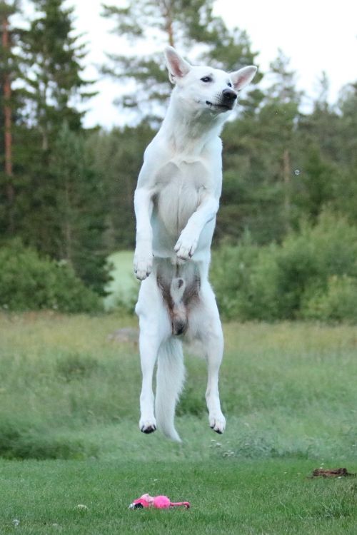 dog dog jumps white shepherd dog