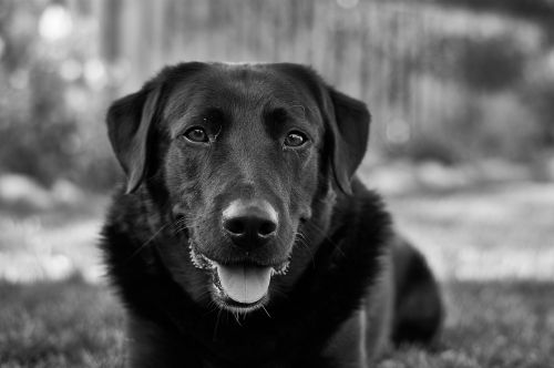 labrador dog pet