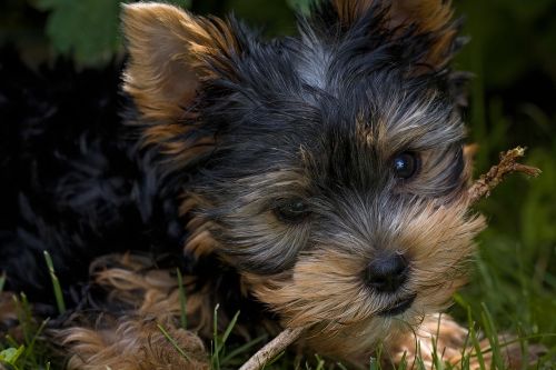 dog puppy yorkshire terrier