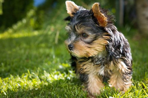 dog puppy yorkshire terrier