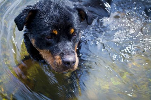 rottweiler puppy dog