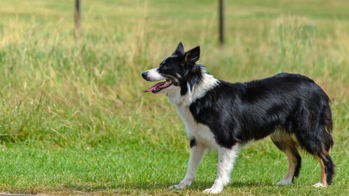dog border collie looking