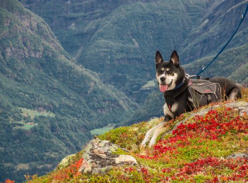 dog mountains hiking