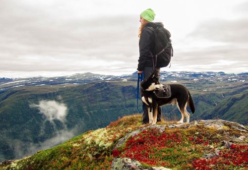 dog mountains hiking