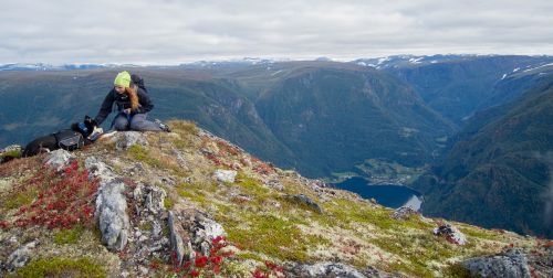 dog mountains hiking