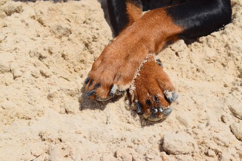 dog pinscher paws