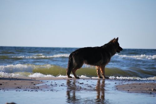 dog nature the baltic sea