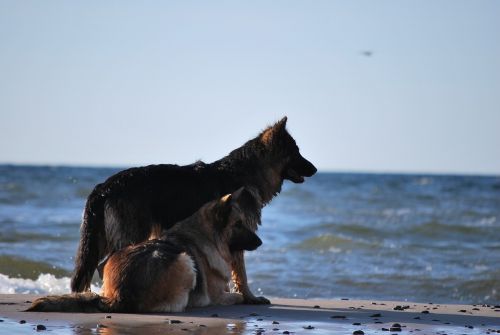 dog water the baltic sea