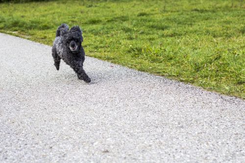 dog doggy hunting dog