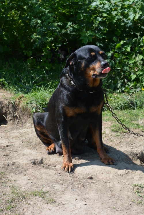 dog fighting dog peaceful