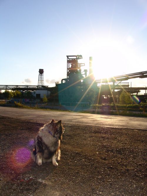 dog phönix west steel mill