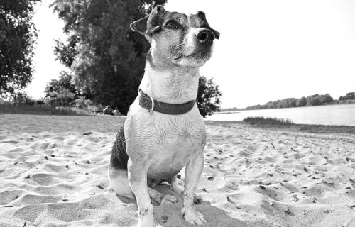 dog terrier beach