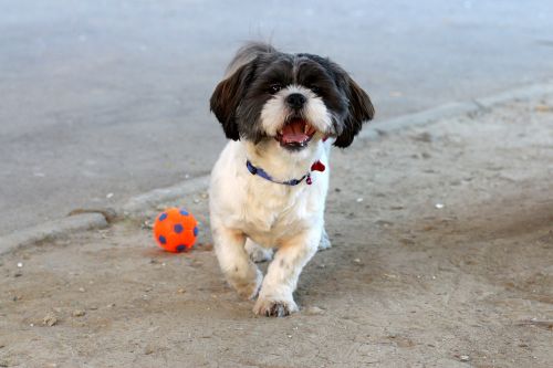 dog play ball