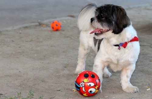 dog play ball