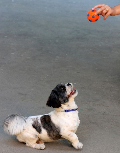 dog play ball