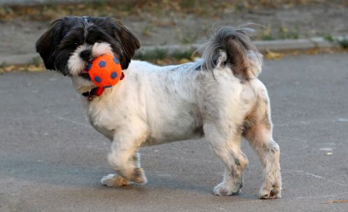 dog play ball