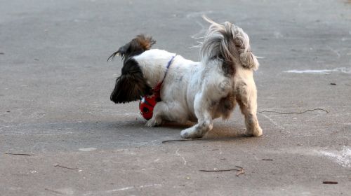 dog play ball