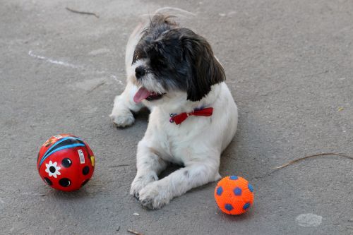 dog play ball