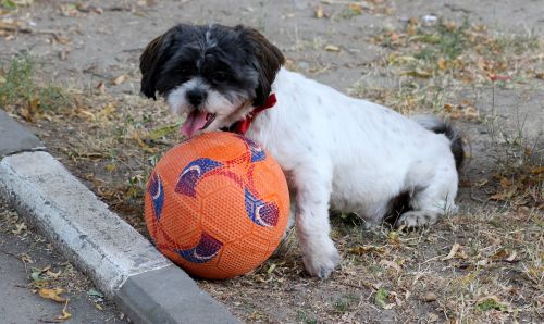 dog play ball