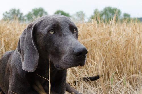 dog weimaraner head