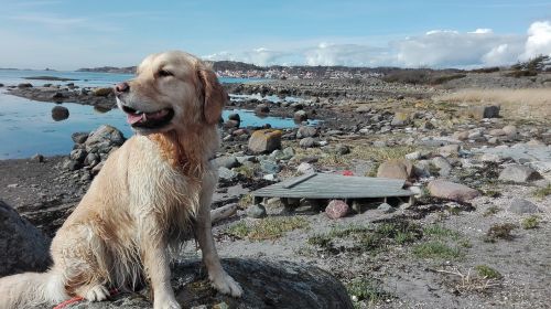 labrador dog water