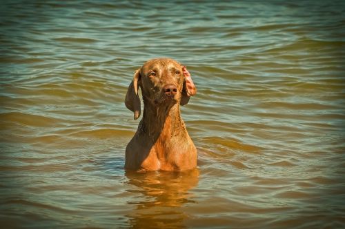 dog weimaraner animal