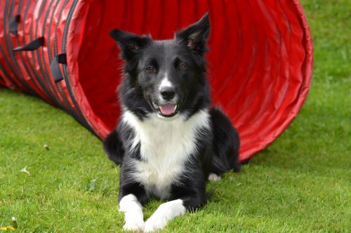 dog border collie sorry