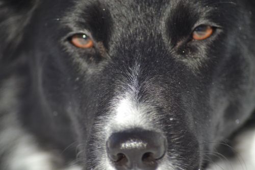 dog border collie eyes